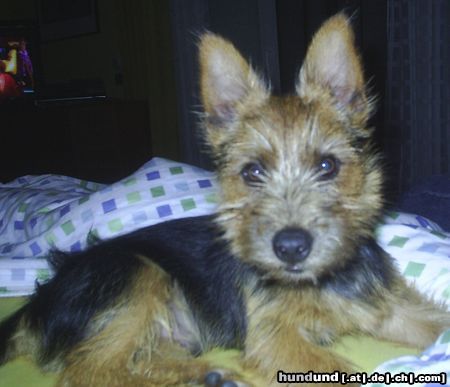 Australian Terrier DINGO