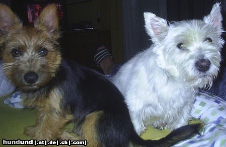 Australian Terrier Dingo und Mozart