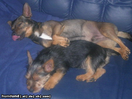 Australian Terrier total geschafft!!!