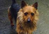 Australian Terrier Hund