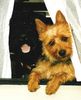 Australian Terrier Hund