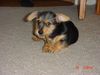 Australian Terrier Hund