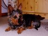 Australian Terrier Hund