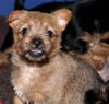 Australian Terrier Hund