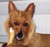 Australian Terrier Hund