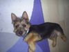 Australian Terrier Hund