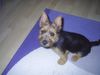 Australian Terrier Hund