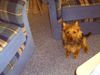 Australian Terrier Hund