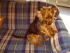 Australian Terrier Hund