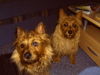 Australian Terrier Hund