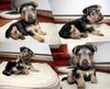 Australian Terrier Hund