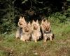 Australian Terrier Hund