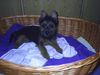 Australian Terrier Hund