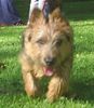 Australian Terrier Hund