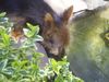 Australian Terrier Hund