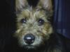 Australian Terrier Hund