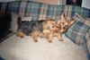 Australian Terrier Hund