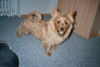 Australian Terrier Hund