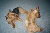 Australian Terrier Hund