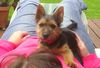 Australian Terrier Hund