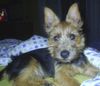 Australian Terrier Hund