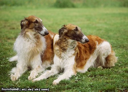 Barsoi Aussie