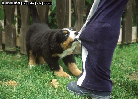 Barsoi Kleiner Berner 8 Wochen alt