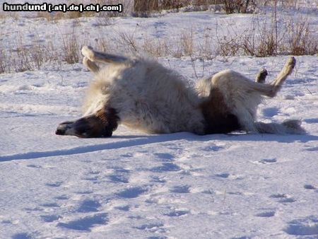 Barsoi Atamán Grizzly