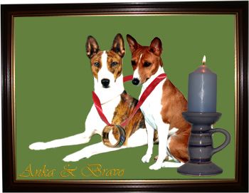 Basenji Anka und Bravo