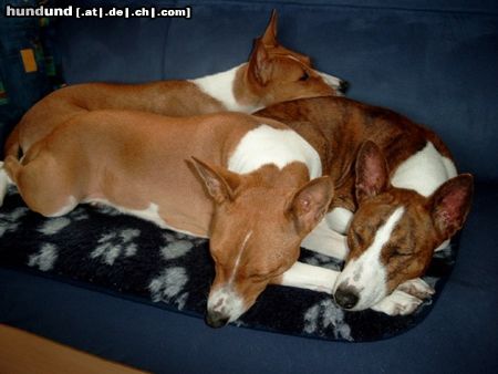 Basenji Nun sind wir am schlafen