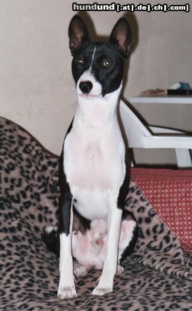 Basenji Goyo 9 Monate alt