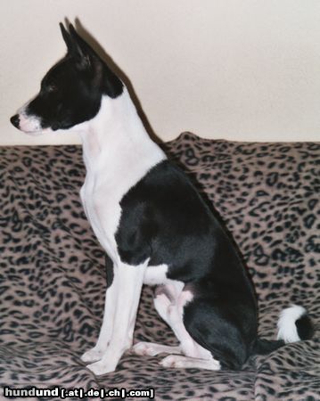 Basenji Goyo 9 Monate alt