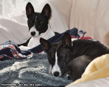 Basenji Goyo & Eddy