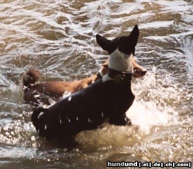 Basenji Vonwegen Wasserscheu !!!!!!!!!!!