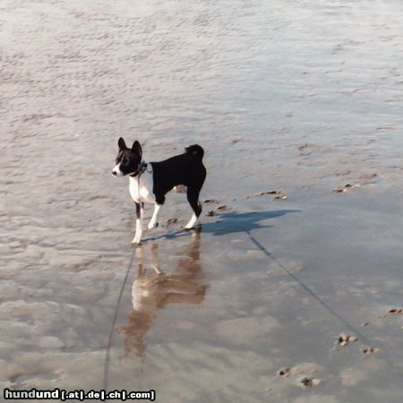 Basenji Goyo und die Nordsee