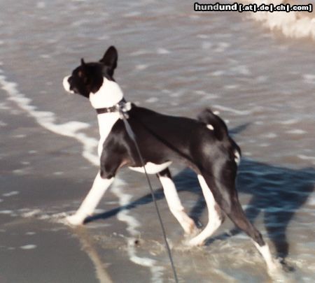 Basenji Goyo und die Nordsee