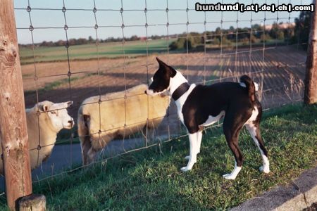 Basenji Da sind sie ja.