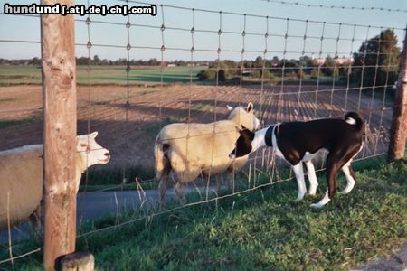 Basenji Da sind sie ja.