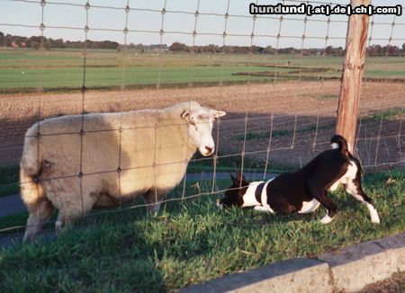 Basenji Da sind sie ja.