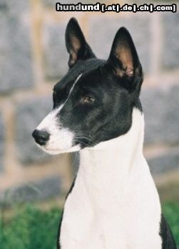 Basenji Goyo - Kopfstudie