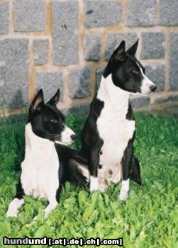 Basenji Goyo & Eddy