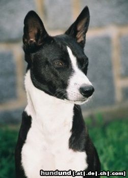 Basenji Eddy - Kopfstudie