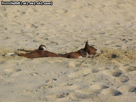 Basenji Seehund bei Ebbe