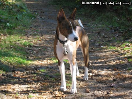 Basenji Serangeti Rock On To Kokojambo