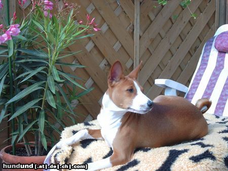 Basenji Chinua