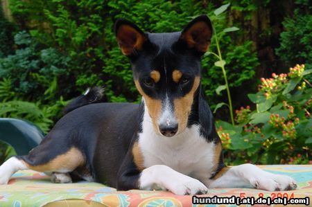 Basenji Arina 