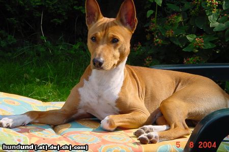 Basenji Jami 