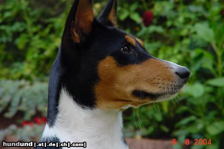 Basenji Arina