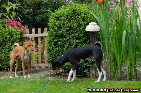 Basenji Jami und Arina im Garten