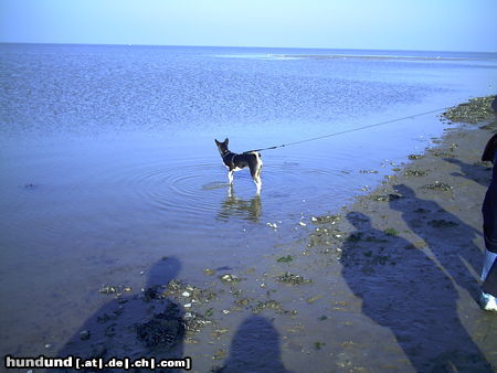 Basenji Arina unser Seehund in der Nordsee